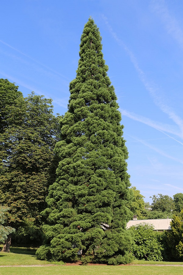 Séquoia géant © Stéphane Sudre