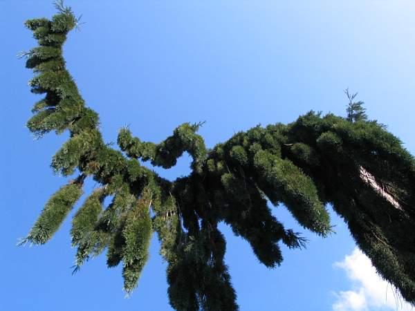 Feuillage d'un cultivar "pendulum" du séquoia géant