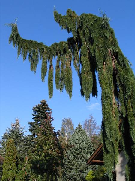 séquoia "pendulum" à Pecqueuse