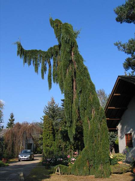 Sequoiadendron giganteum pendulum