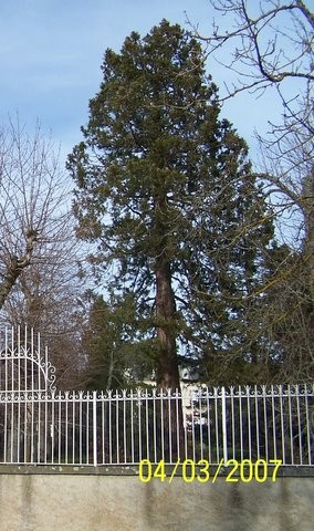 Séquoia au château de Pierrefitte (Talizat,Cantal)