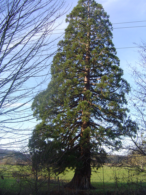 Séquoia géant à La-Rivière-Thibouville © Eric Touya
