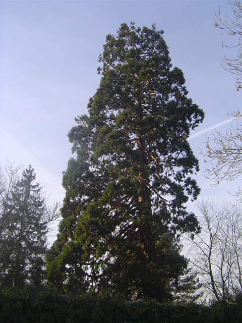 Séquoia géant à Saint-Aquilin © Eric Touya