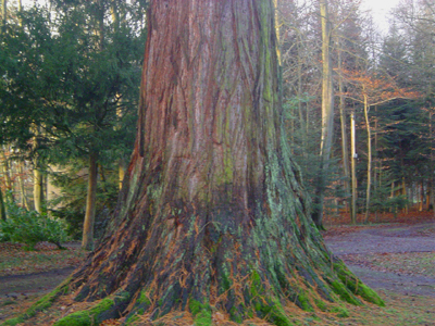 Base de séquoia géant © Eric Touya
