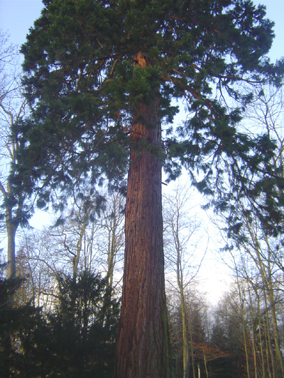 Séquoia géant © Eric Touya