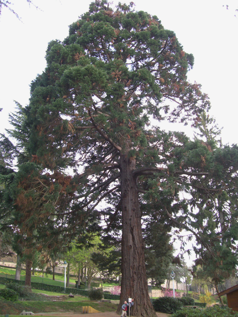 Séquoia géant, Saint-Galmier : notez la taille imposante de l'arbre par rapport aux deux enfants... © François Couturier