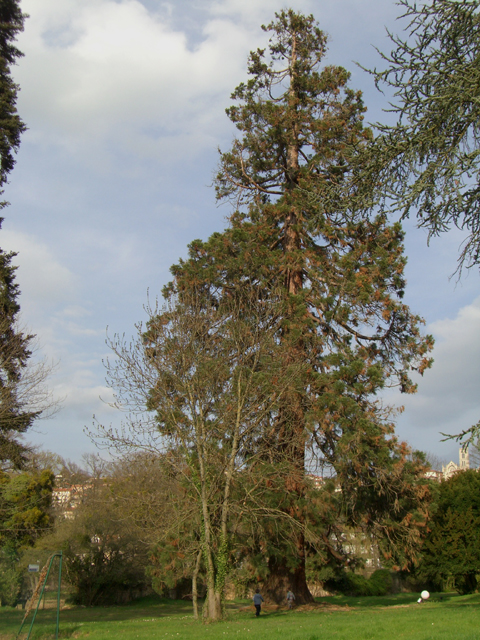 Séquoia géant, Saint-Galmier : notez la taille imposante de l'arbre par rapport aux deux enfants... © François Couturier