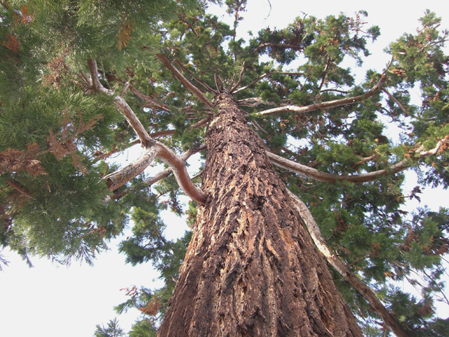 Séquoia géant à Saint-Galmier © François Couturier