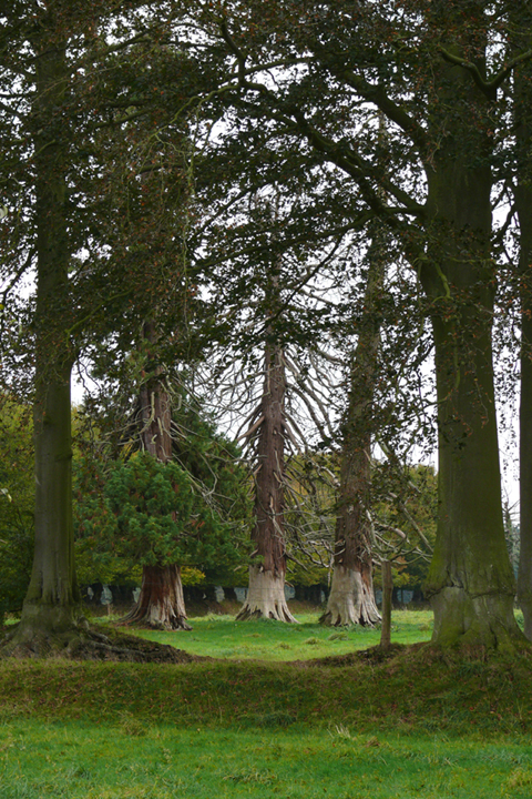 Séquoias géants à l'écorce dévorée © Han Van Meegeren