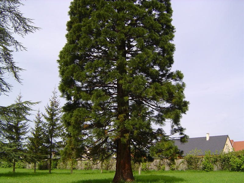 Séquoia géant à l'Institut Croix des Vents © Eric Touya