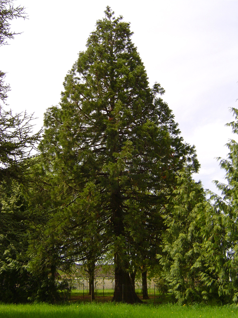 Séquoia géant à Sées © Eric Touya