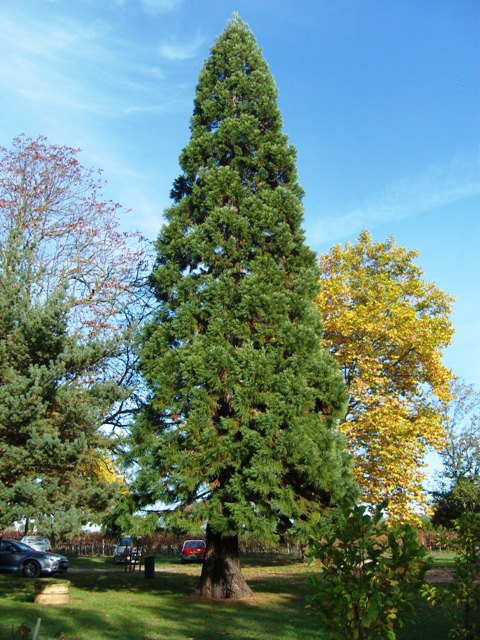 Séquoia géant à Saint-Émilion