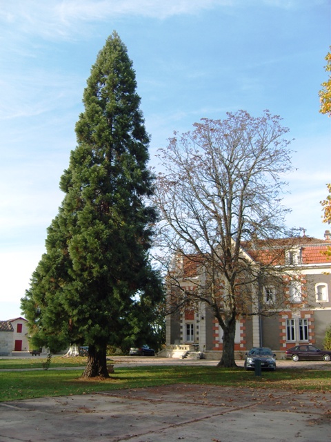 Séquoia devant le Château Cantenac