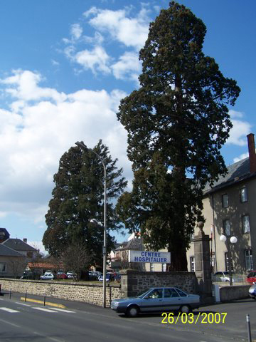Séquoias géants au centre hosptialier de Saint-Flour (Cantal)