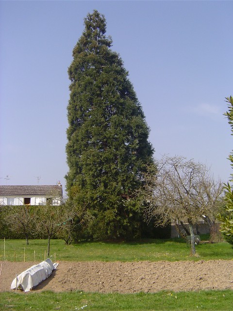 Séquoia géant à Sully sur Loire route de Gien