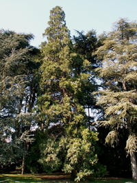 Lyon - sequoiadendron giganteum