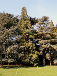 Tête dOr - Séquoia entouré de cèdres
