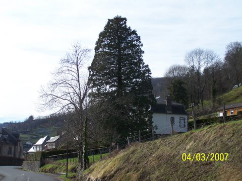 séquoia géant à Thiézac, Cantal