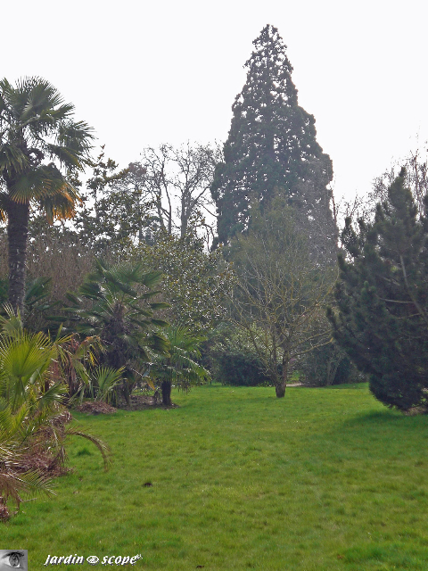 Séquoia géant à Tours © Le Jardinoscope