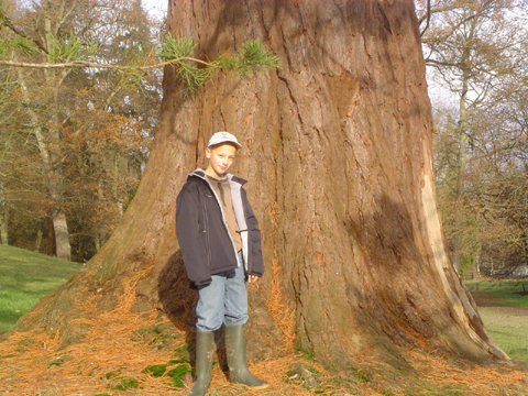 sequoiadendron giganteum, Tourville © Eric Touya