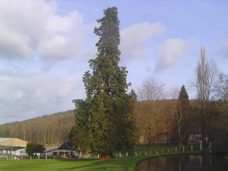 Séquoia géant au Lycée Agricole de Tourville © Eric Touya