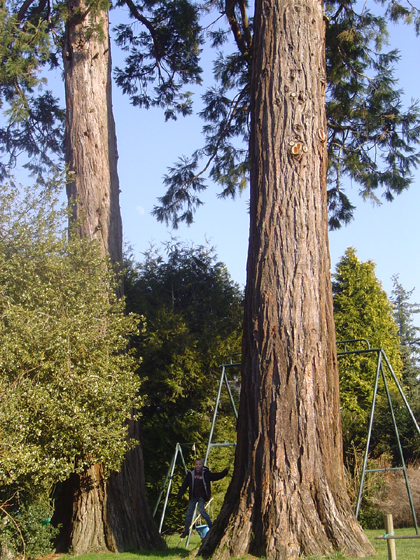 Séquoias géants à Ussy © Eric Touya