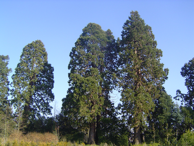 Séquoias géants à Ussy © Eric Touya
