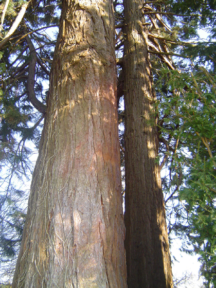 Séquoias géants © Eric Touya