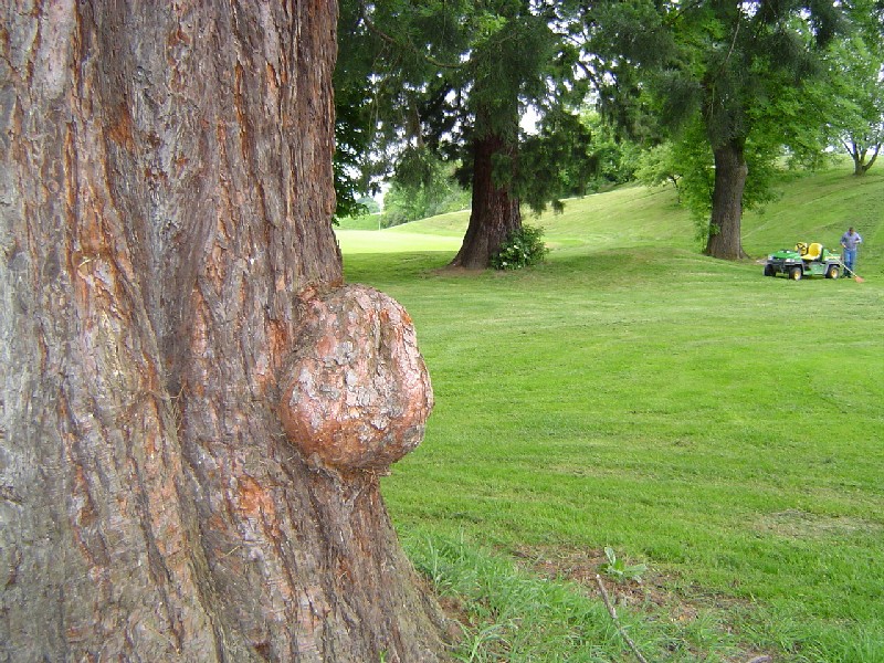 Séquoia géant avec un gros bouton
