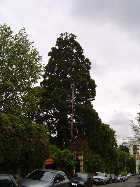 Séquoia géant à Vaucesson 10 rue Gambetta 