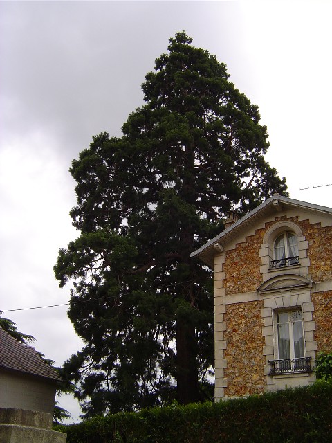 Séquoia géant à Vaucresson 11 rue Gambetta 