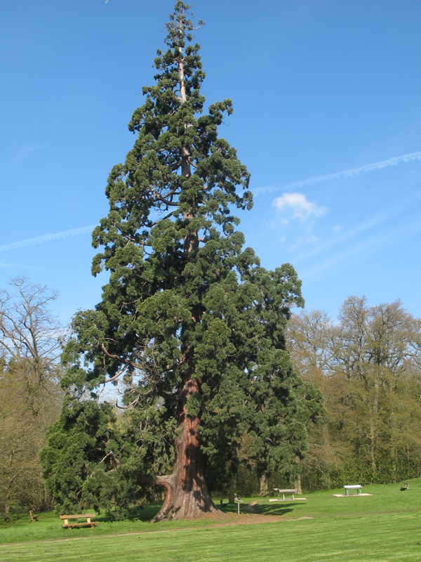 Séquoia géant à Jouy en Josas © Patrick Bradane
