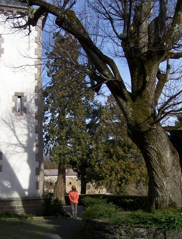 Séquoia au château de Pierrefitte (Talizat,Cantal)