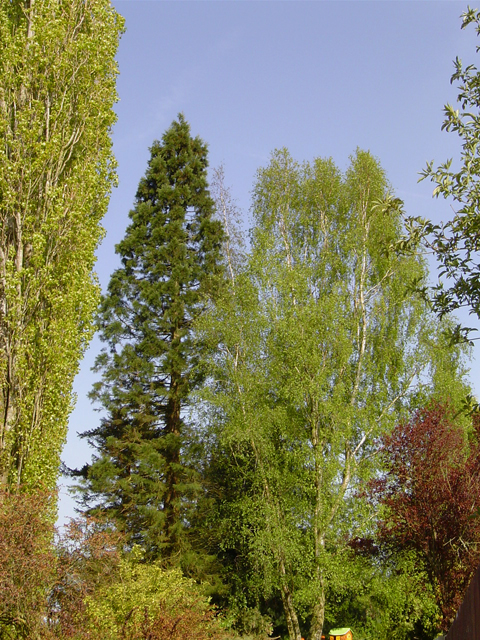 Séquoia géant à Villiers-en-Ouche © Eric Touya
