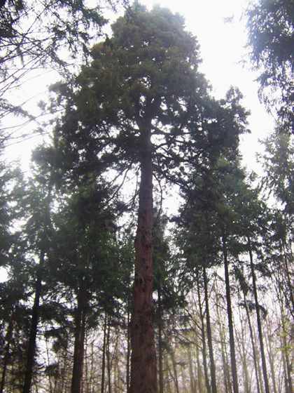 Séquoia géant  Vouxey