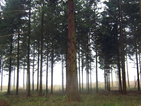 Perdu dans les bois, un séquoia géant solitaire...
