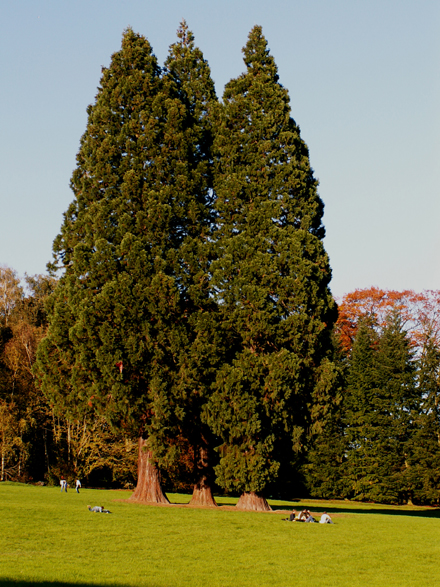 Tous les séquoias géants d'Europe ont été plantés par l'homme, il n' y a aucun cas de reproduction spontanée.