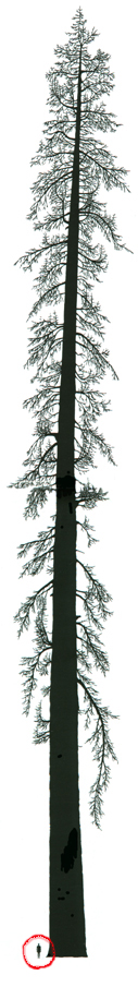 Silhouettes d'un séquoia sempervirens de 112m et d'un humain