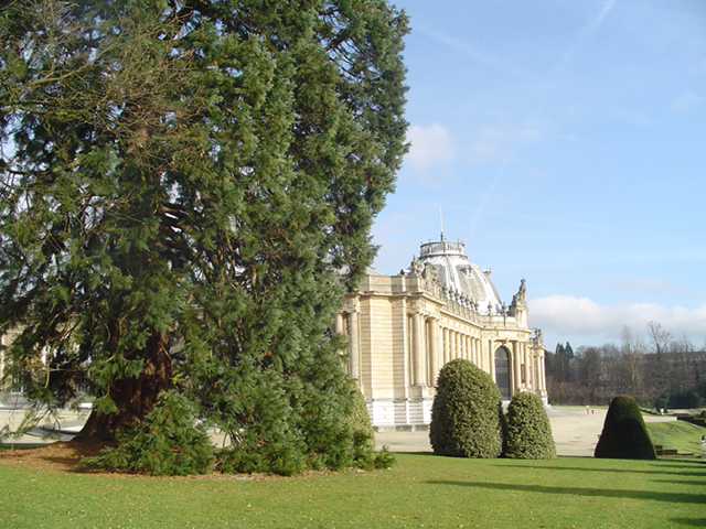 Les séquoias géants prirent une place de choix dans les parcs européens : ici à Tervuren, Belgique
